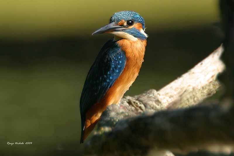 Martin pescatore -  Alcedo atthis